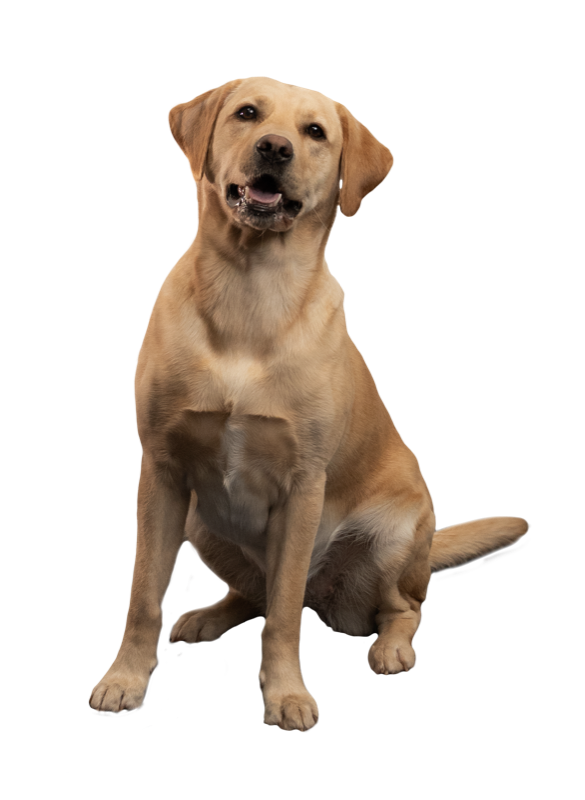Frieda, die Labrador-Hündin von Team Tatex